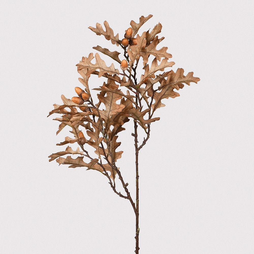 Large Autumn Branch Stems with Oak Leaves and Acorns
