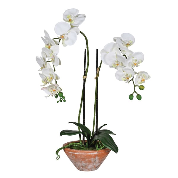 White Orchid in Terracotta Pot