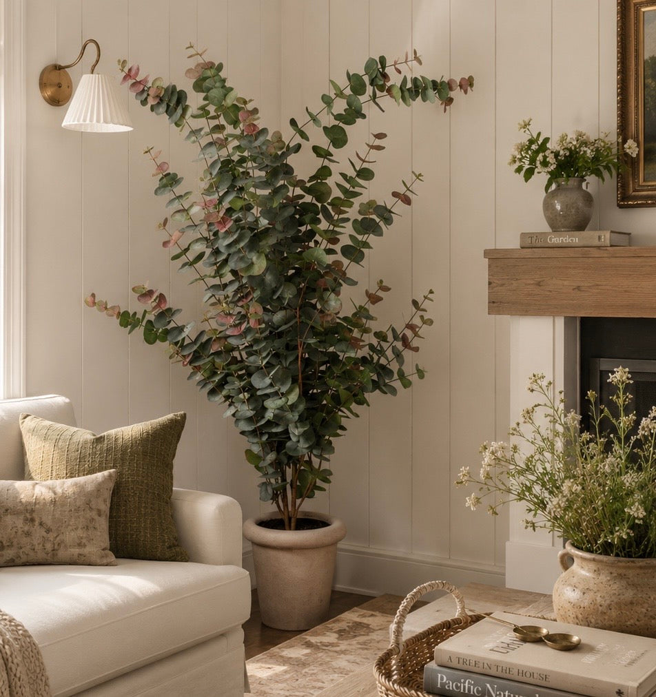 Potted Plants & Trees