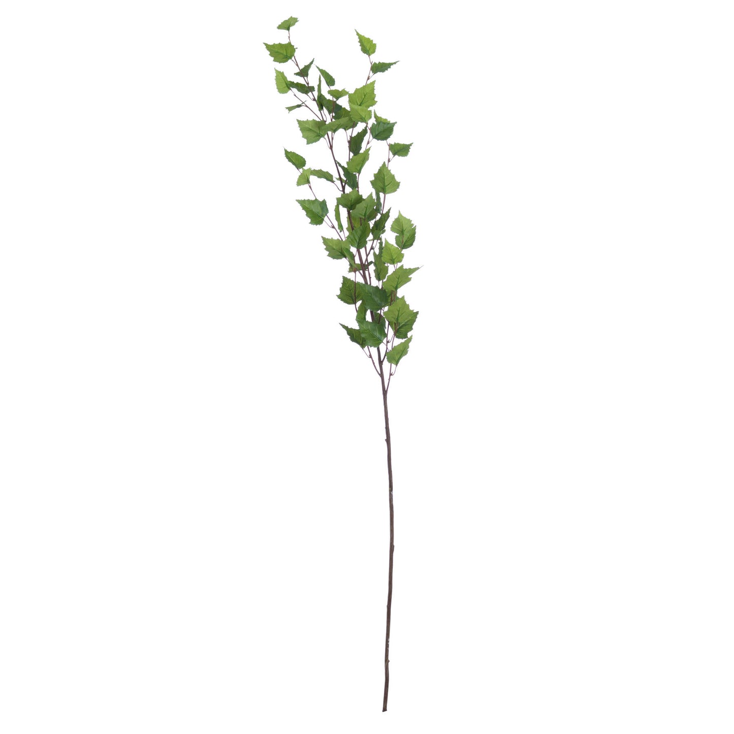 Green Branch Stem