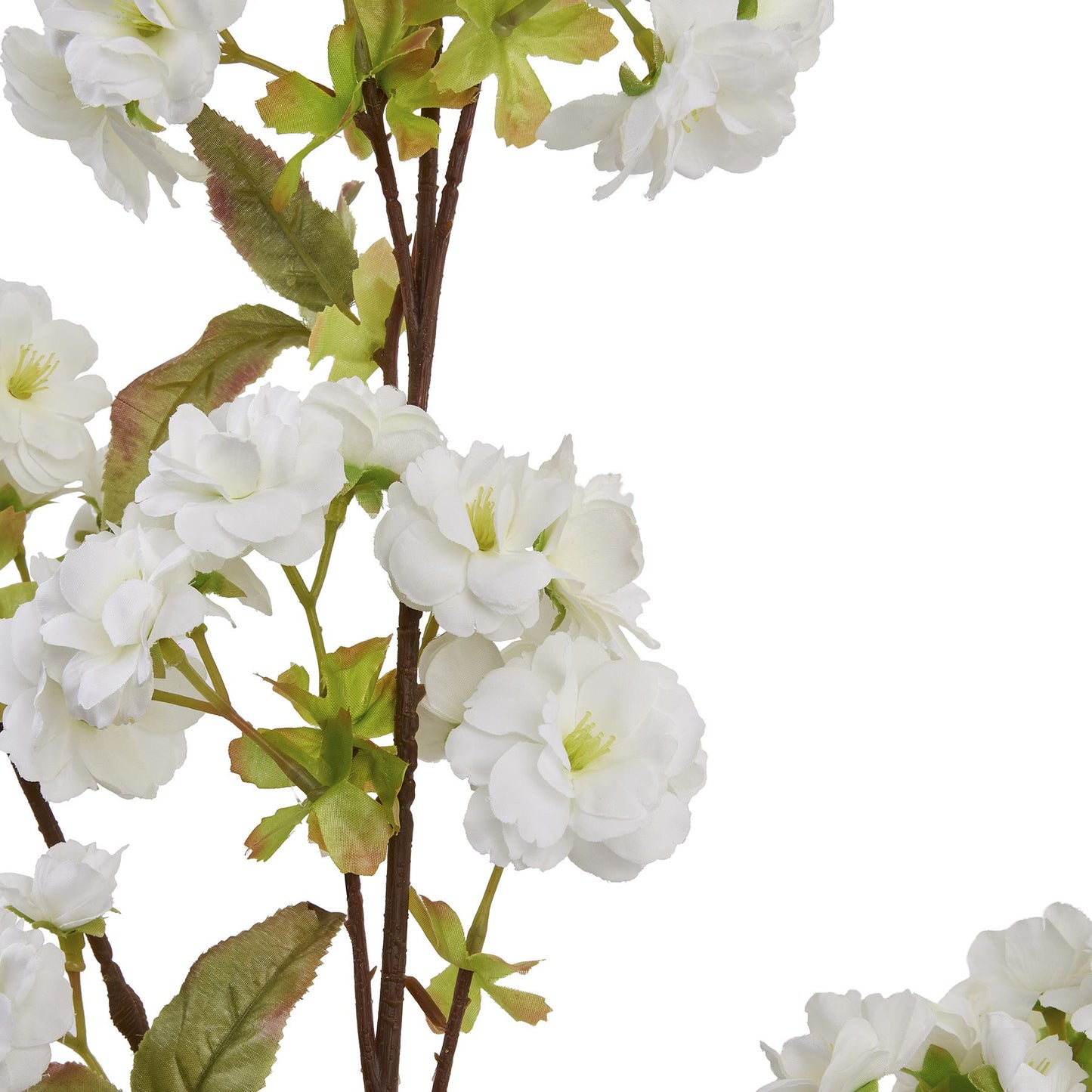 Tall White Blossom Stem