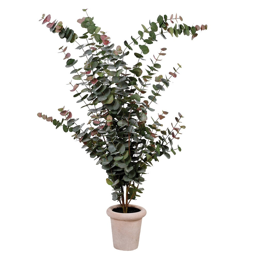 Touch of Blush Eucalyptus Tree in Pot