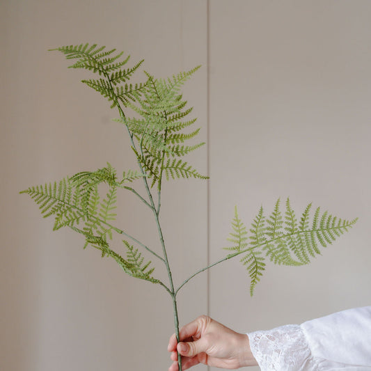 Asparagus Fern Stem