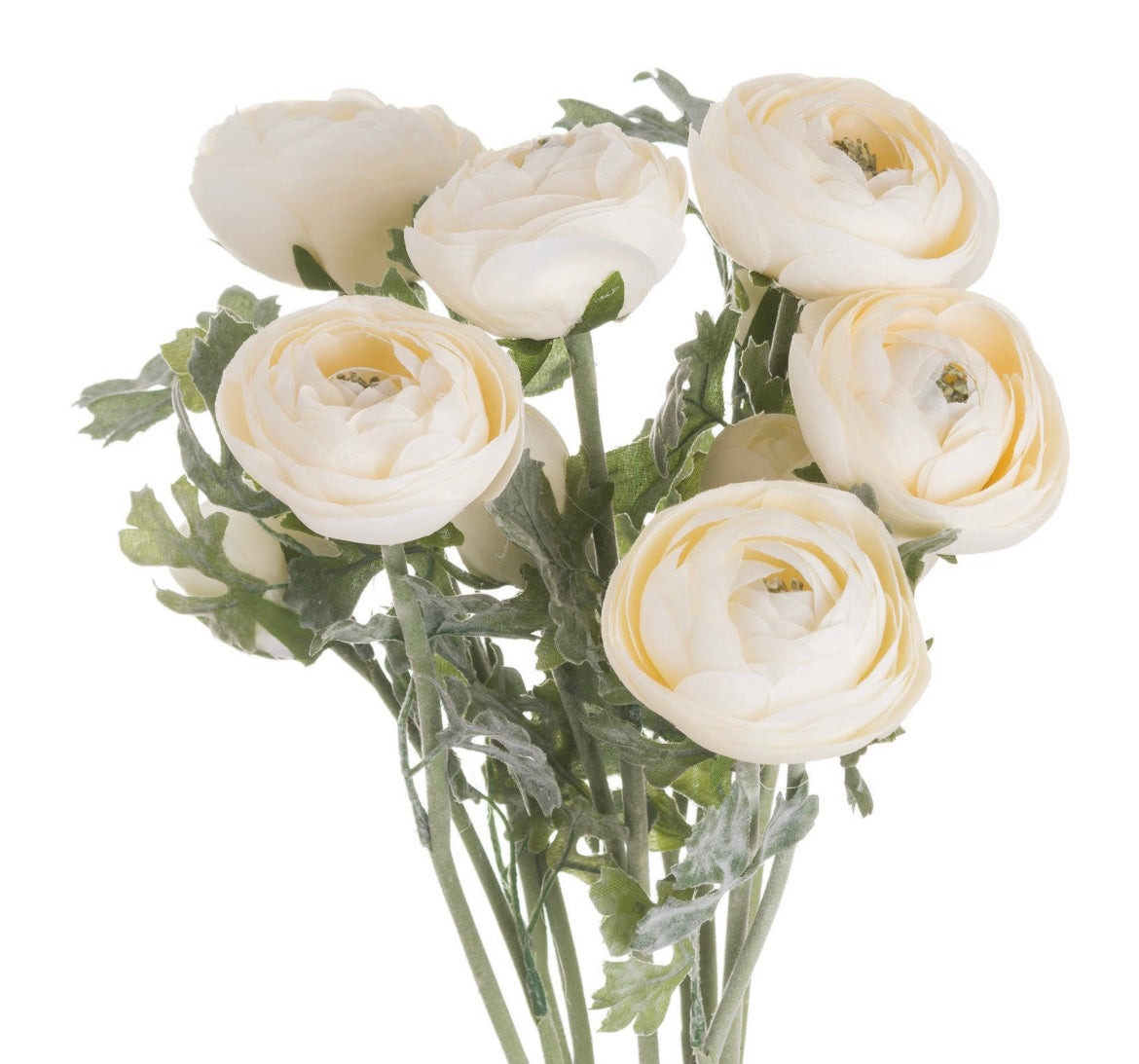 Soft White Ranunculus